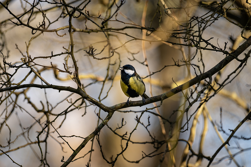 Great Tit sample image from the Sigma super telephoto 500mm lens