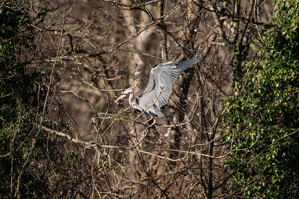 Heron sample image from the Sigma 500mm f/5.6 DG DN OS Sports Lens for Sony E