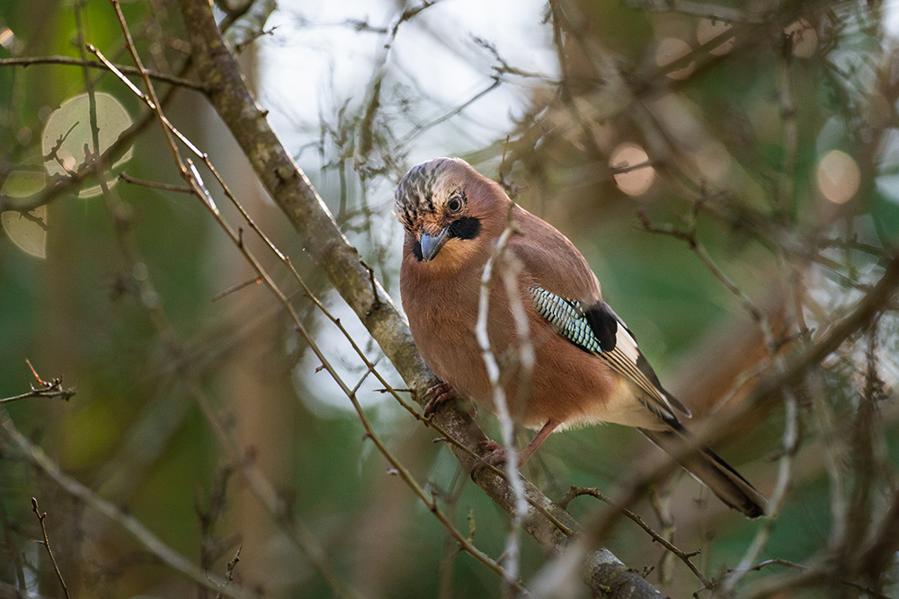 Jay bird captured with Sigma 500mm Sports lens