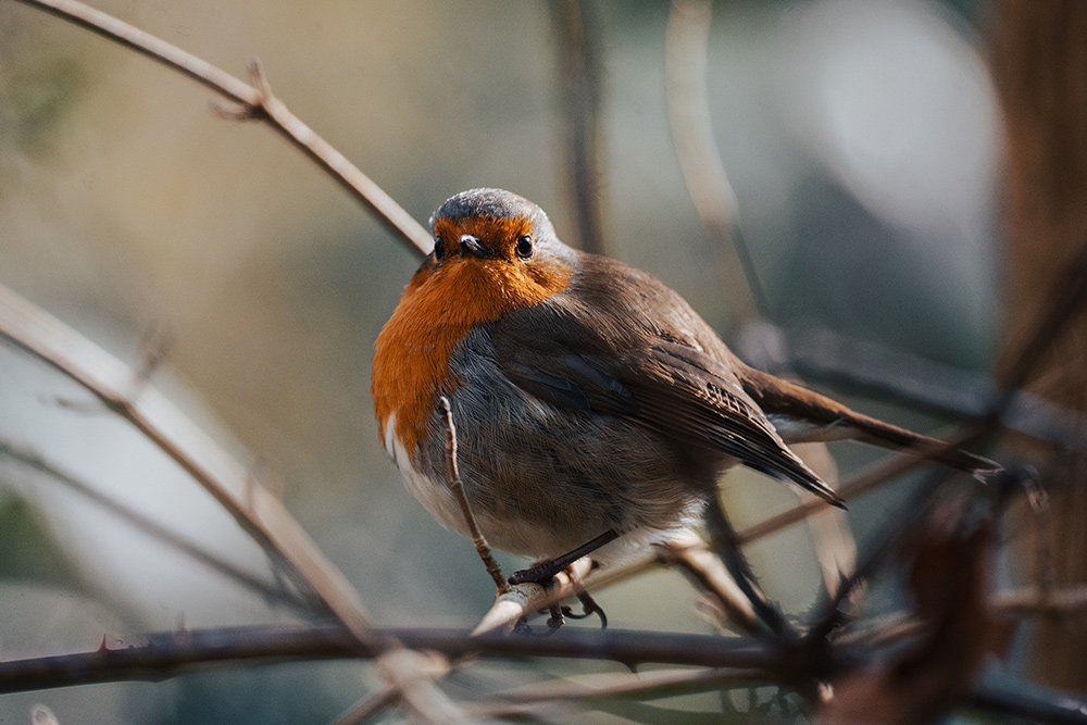 Robin shot with the new Sigma 500mm mirrorless Sports lens
