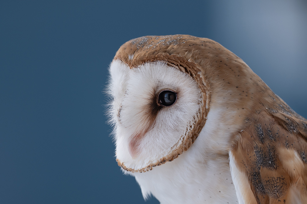 Sample image of owl