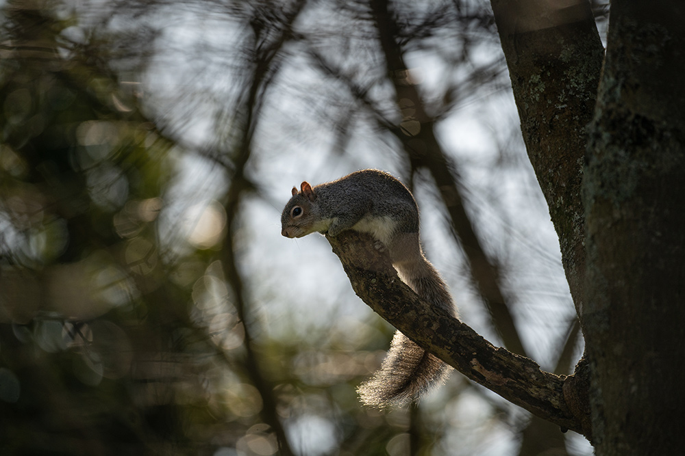 Squirrel photo from the Sigma 500mm Sports lens for mirrorless cameras