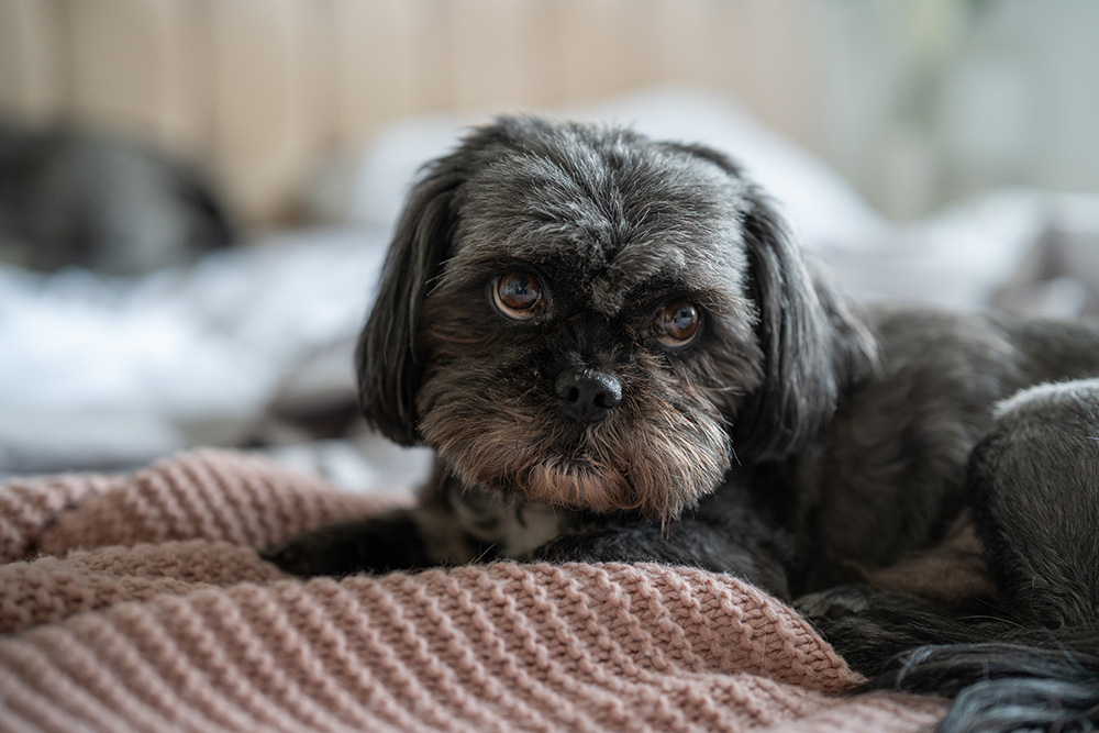 Pet portrait of a dog made with the Sigma 50mm f/1.2 Art series lens for Sony