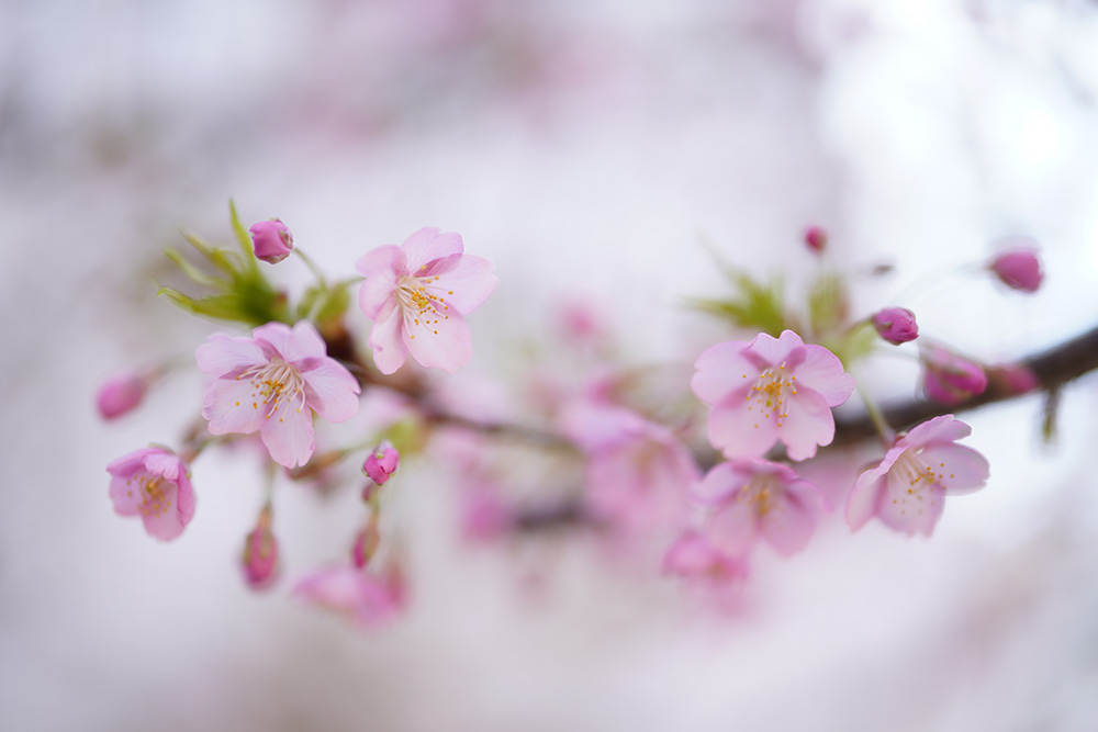 Womderful blossom photo  captured with Sony A7R IV. Camera settings: Exposure 1/800 sec. f/1.2. ISO 100