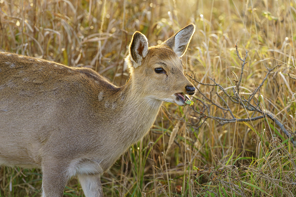 Image sample deer ©Aya Iwasaki captured with Sony A7R IV @200mm. Camera settings: 1/1000 sec. f/4.5. ISO 640