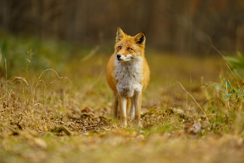 Sample fox photo with Sony A7R IV @70mm. Camera settings: 1/250 sec. f/2.8. ISO 5000