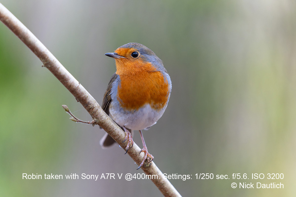 Uncropped image of robin with beautiful subject separation
