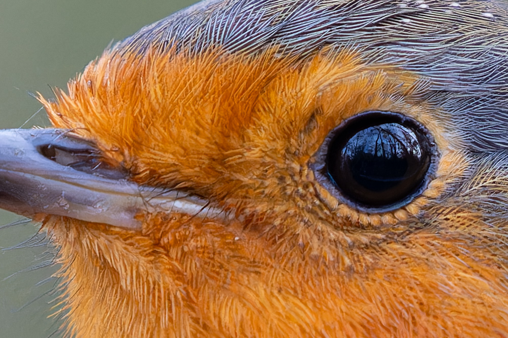 100 percent crop of robin image with incredible detail and sharpness