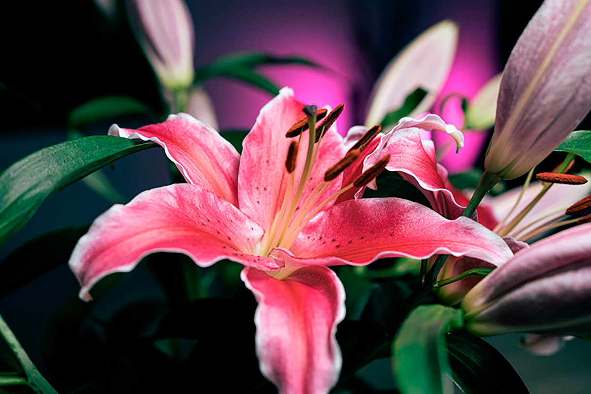 FE 50mm f/2.5 G Lens sample image