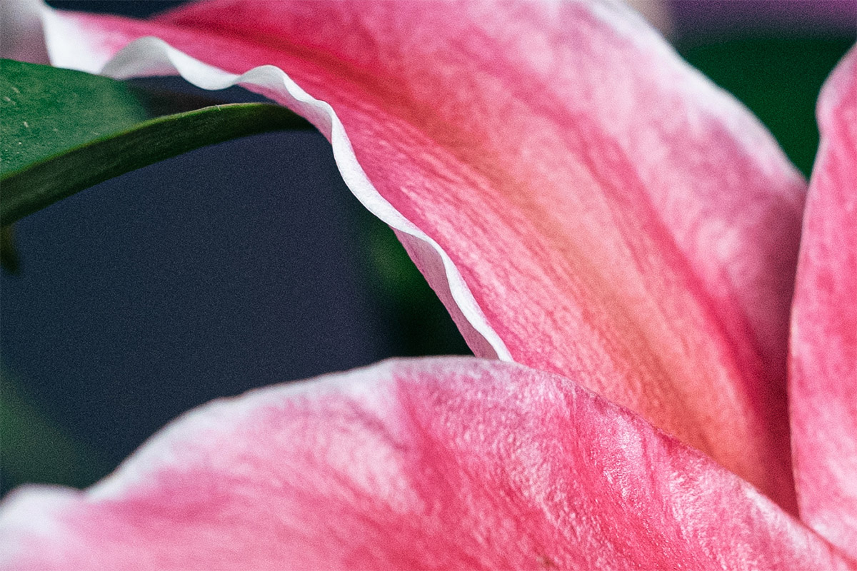 100 percent crop of image 3 the new 50mm f2.5 lens