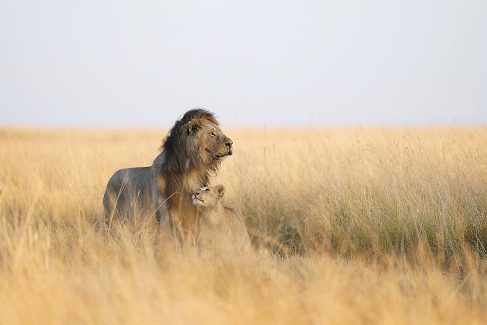 Sample lions wildlife