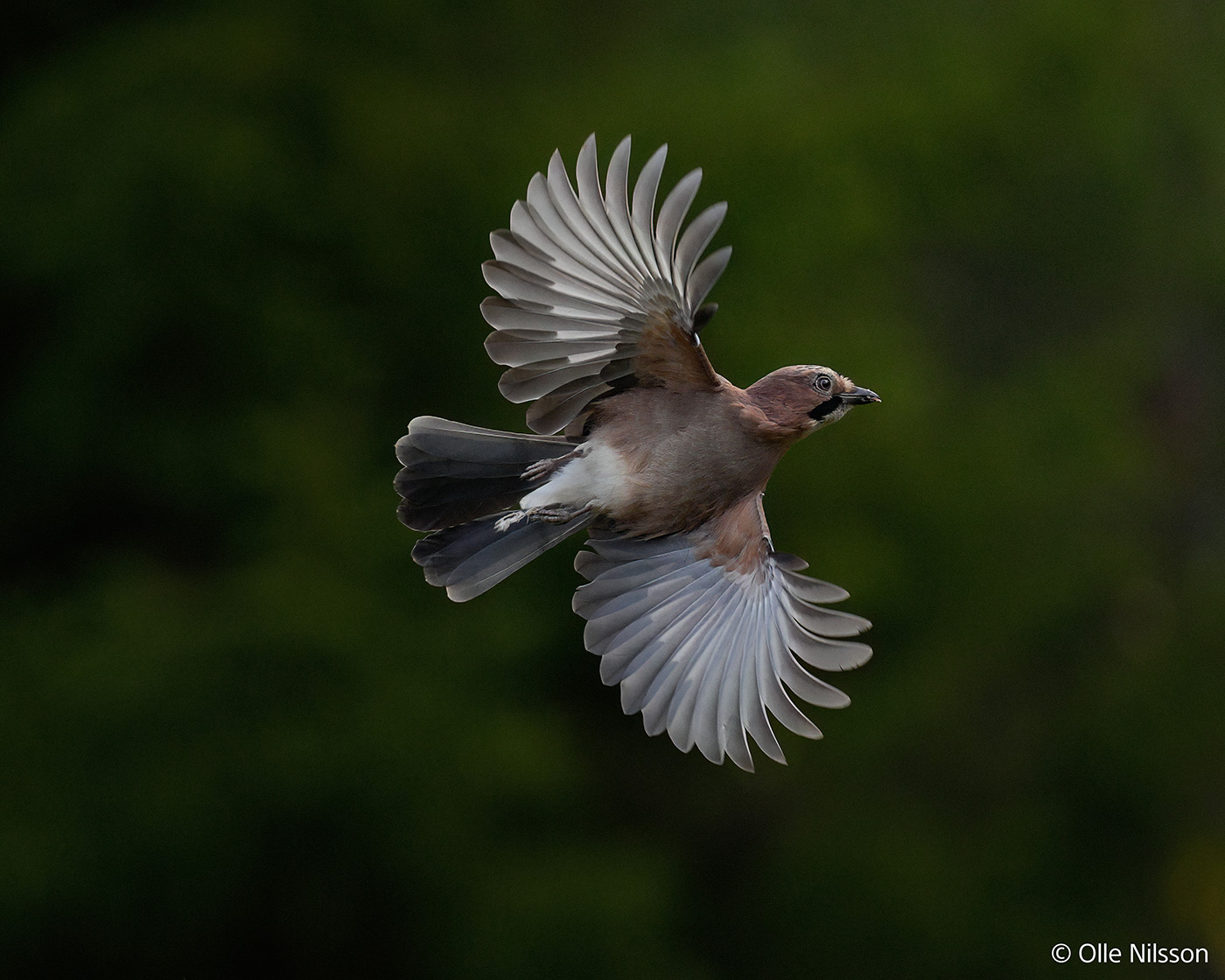 Sample image 07 © Olle Nilsson with Sony FE 300mm f/2.8 GM Lens and Sony 1.4x TC @420mm. Camera settings: 1/3200 sec. f/4. ISO 3200