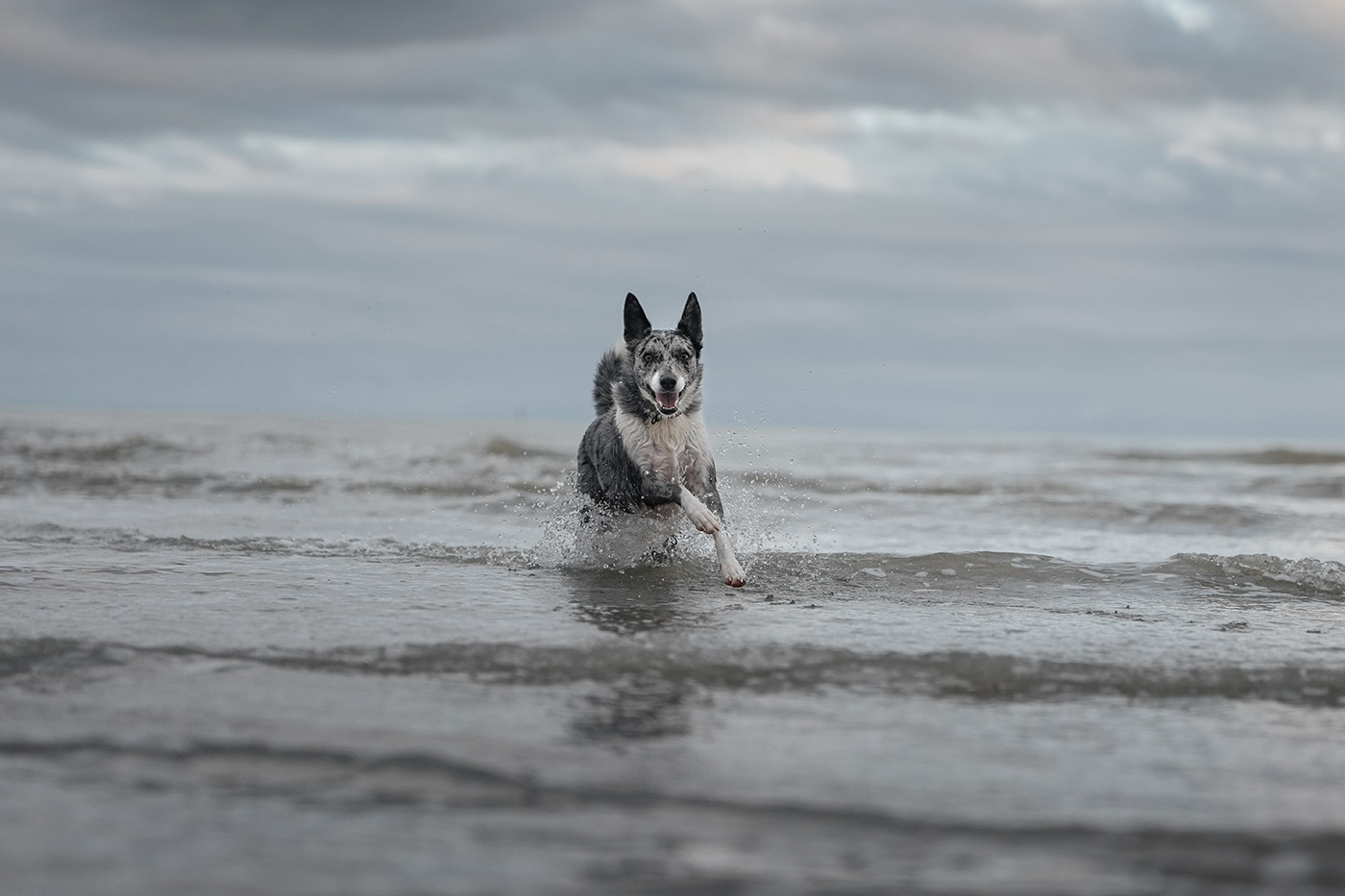 Sample 04 Dog running in ocean with Sony FE 28-70mm f/2 GM Lens @70mm. Camera settings: 1/2500 sec. f/2. ISO 400