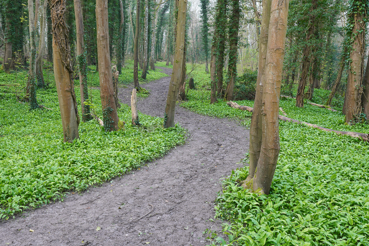 Sample landscape with trees and wild garlic shot with the Sony a6400