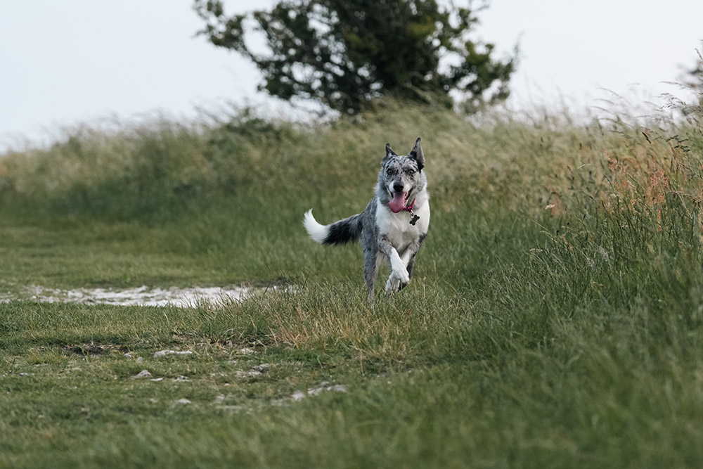sample image showing high-speed AF with running  dog