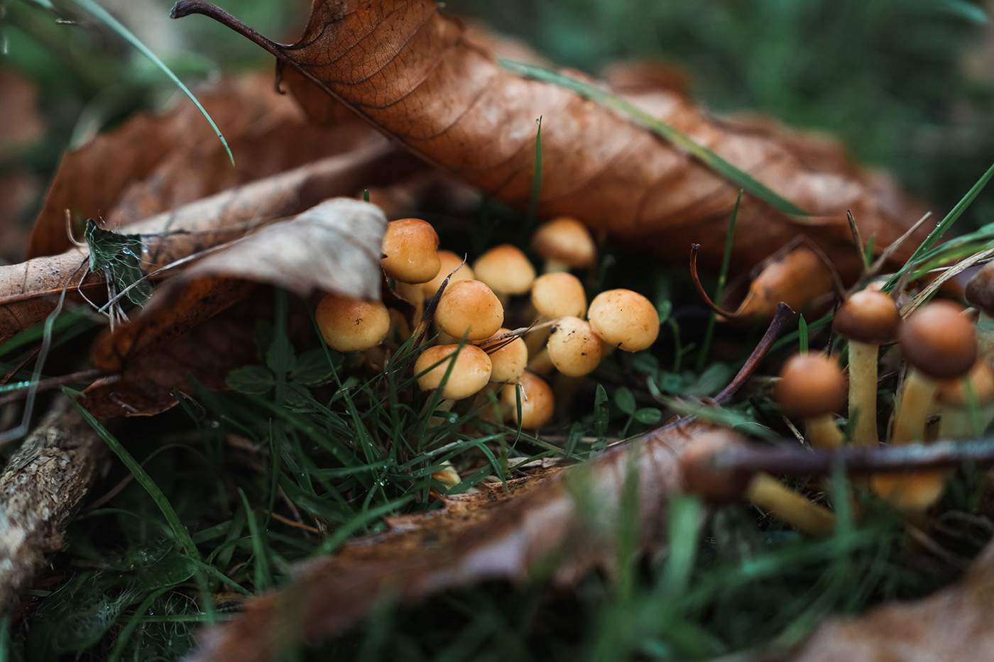 Sample 07 with 24-70mm GM II at 70mm. Camera settings: 1/2000 seconds. f/2.8. ISO 1600