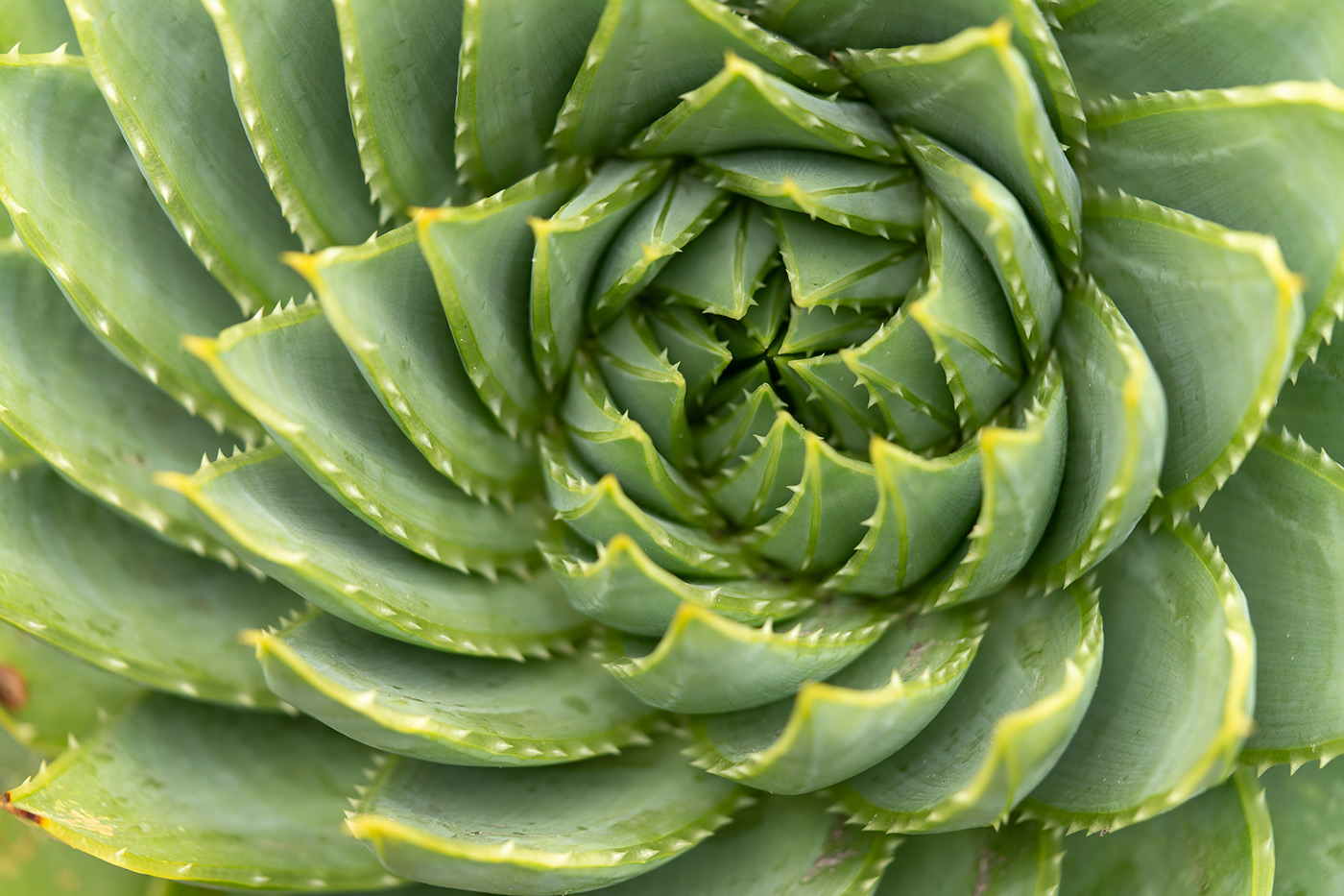 Sample 10 succulent. 1/400. f/2.8 ISO 640