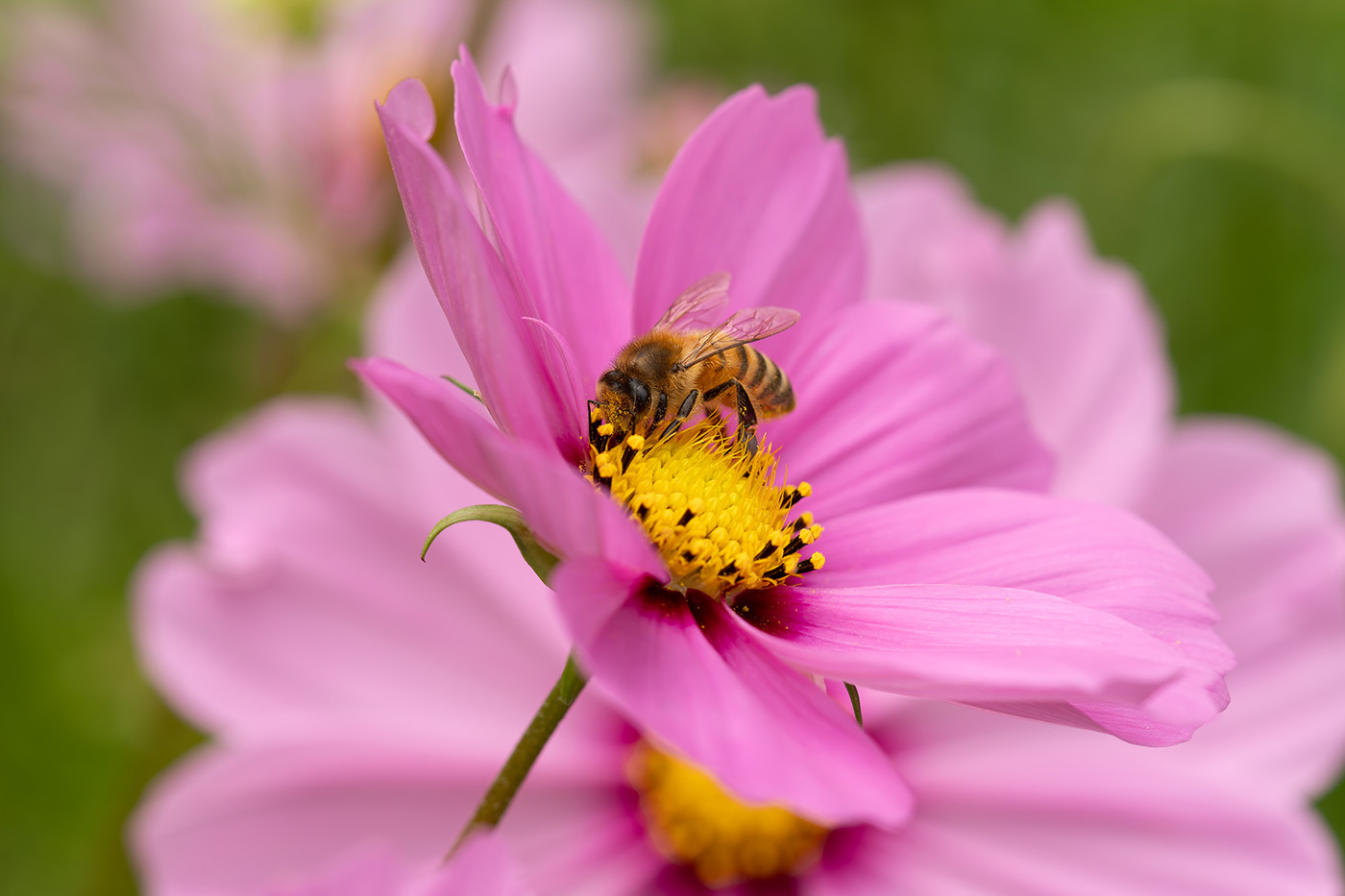 Sample 16 pollinator III. 1/400. f/5 ISO 200