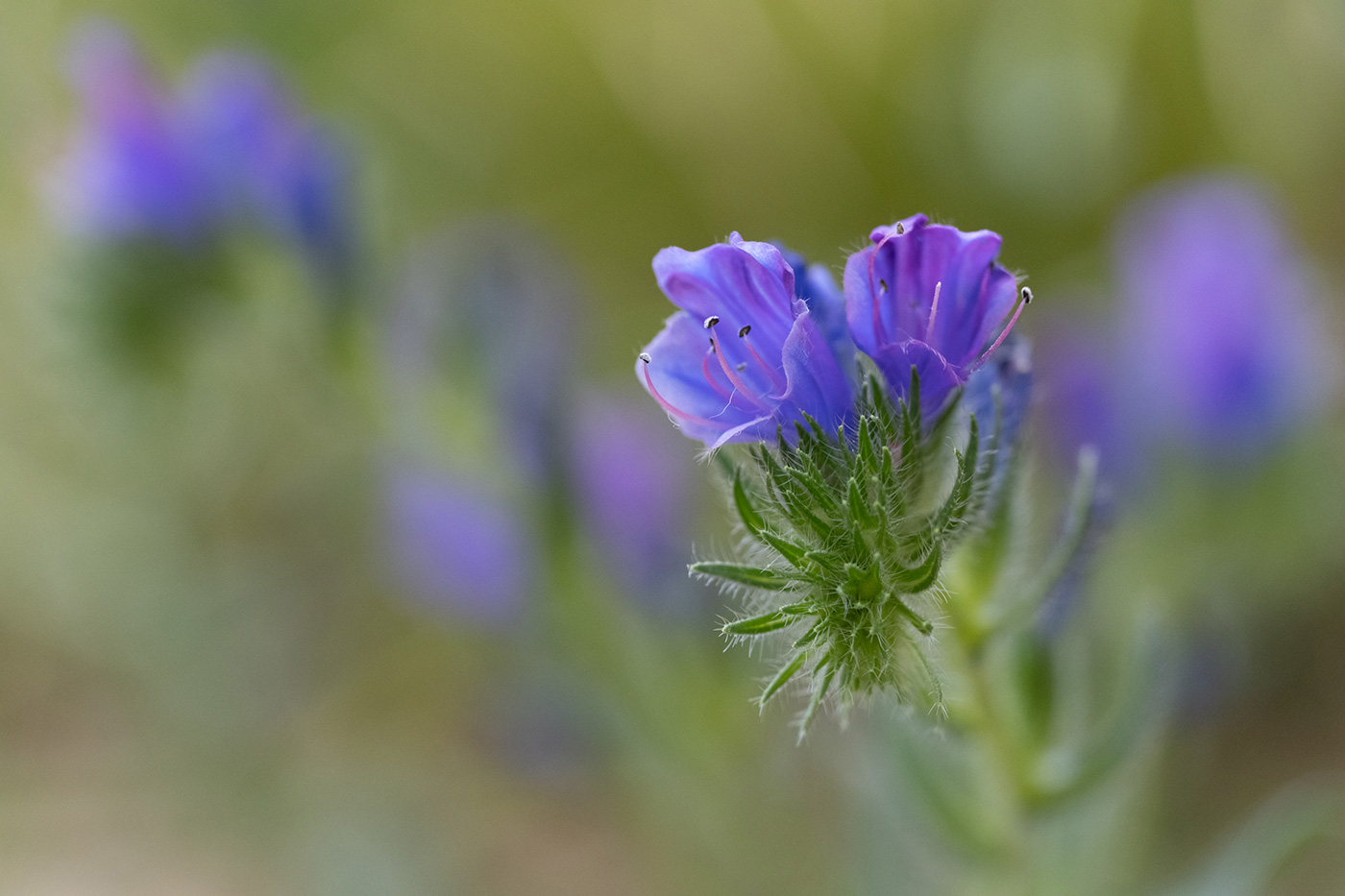 Sample 01 Close-up of purple viper’s bugloss flowers. FE 70-200mm F4 Macro G OSS II at 200mm. Settings: 1/1000 sec. f/4.0. ISO 2500