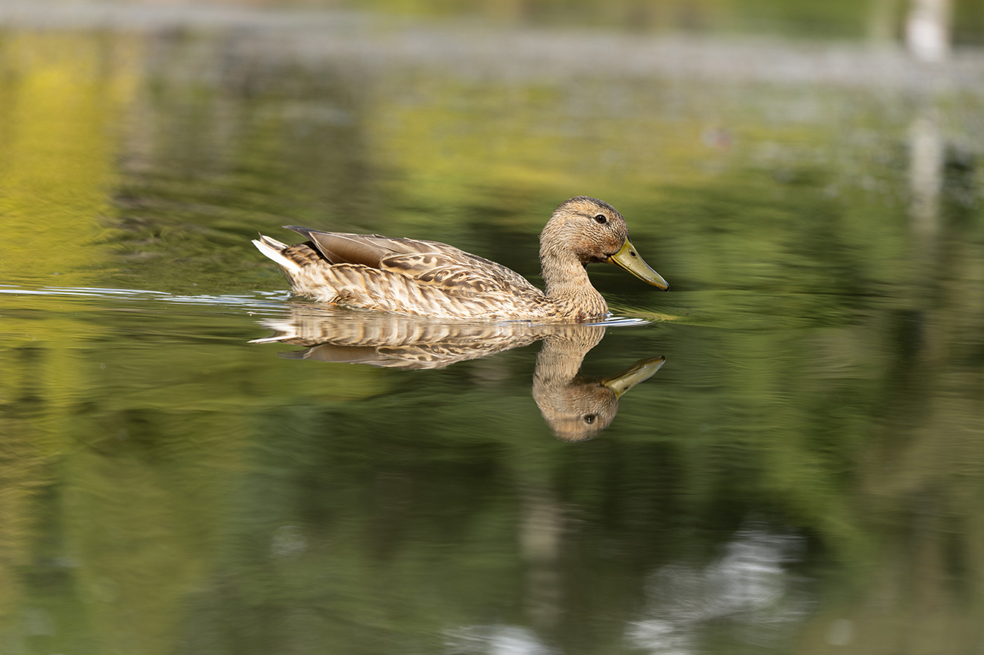 Sample 02 Mallard duck swimming with its reflection in the water. FE 70-200mm F4 Macro G OSS II at 145mm. Settings: 1/640 sec. f/4.0. ISO 160