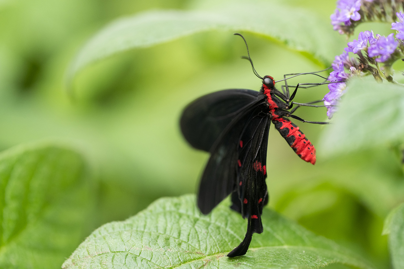 Sample 03 Close-up of a Pachliopta kotzebuea butterfly feeding on purple flowers. FE 70-200mm F4 Macro G OSS II at 193mm. Settings: 1/320 sec. f/4.0. ISO 2000