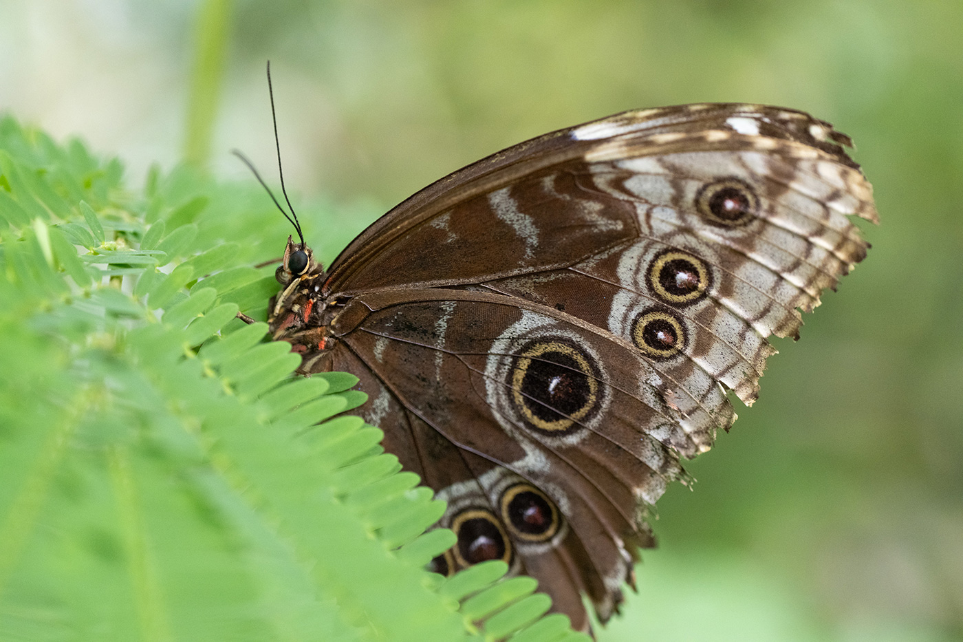 Sample 04 Close-up of an owl butterfly resting on green foliage. FE 70-200mm F4 Macro G OSS II at 102mm. Settings: 1/125 sec. f/4.0. ISO 5000