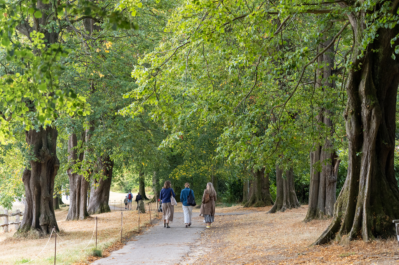Sample 05 People walking along an avenue of mature lime trees. FE 70-200mm F4 Macro G OSS II at 70mm. Settings: 1/250 sec. f/4.0. ISO 1600