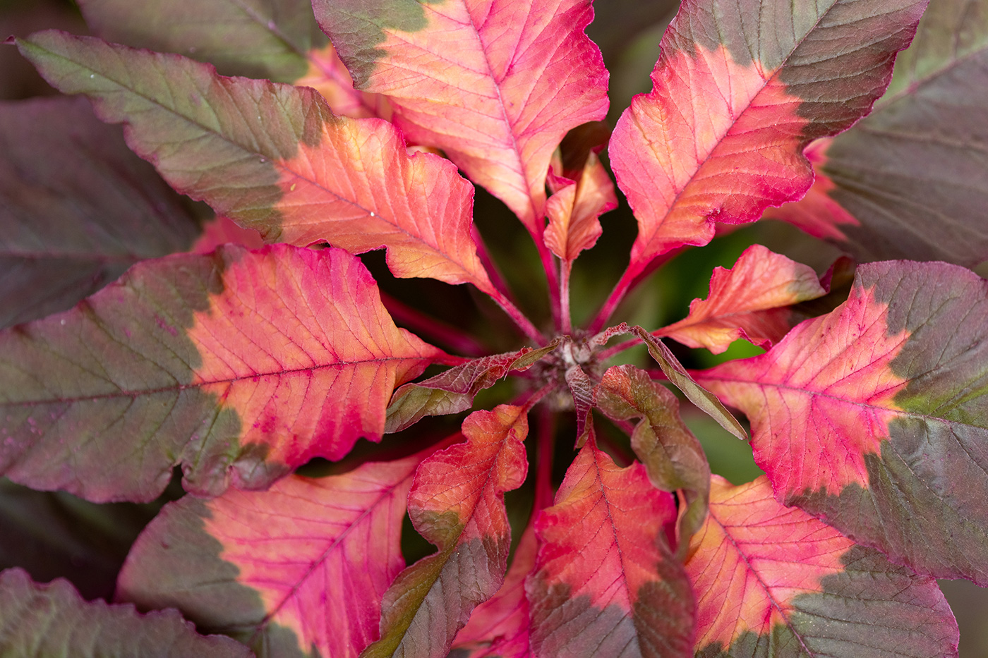 Sample 06 Close-up of colourful ninebark foliage. FE 70-200mm F4 Macro G OSS II at 77mm. Settings: 1/250 sec. f/4.0. ISO 500