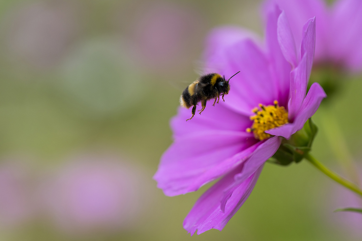 Sample 07 Bumblebee in flight approaching a pink cosmos flower. FE 70-200mm F4 Macro G OSS II at 164mm. Settings: 1/1000 sec. f/4.0. ISO 400