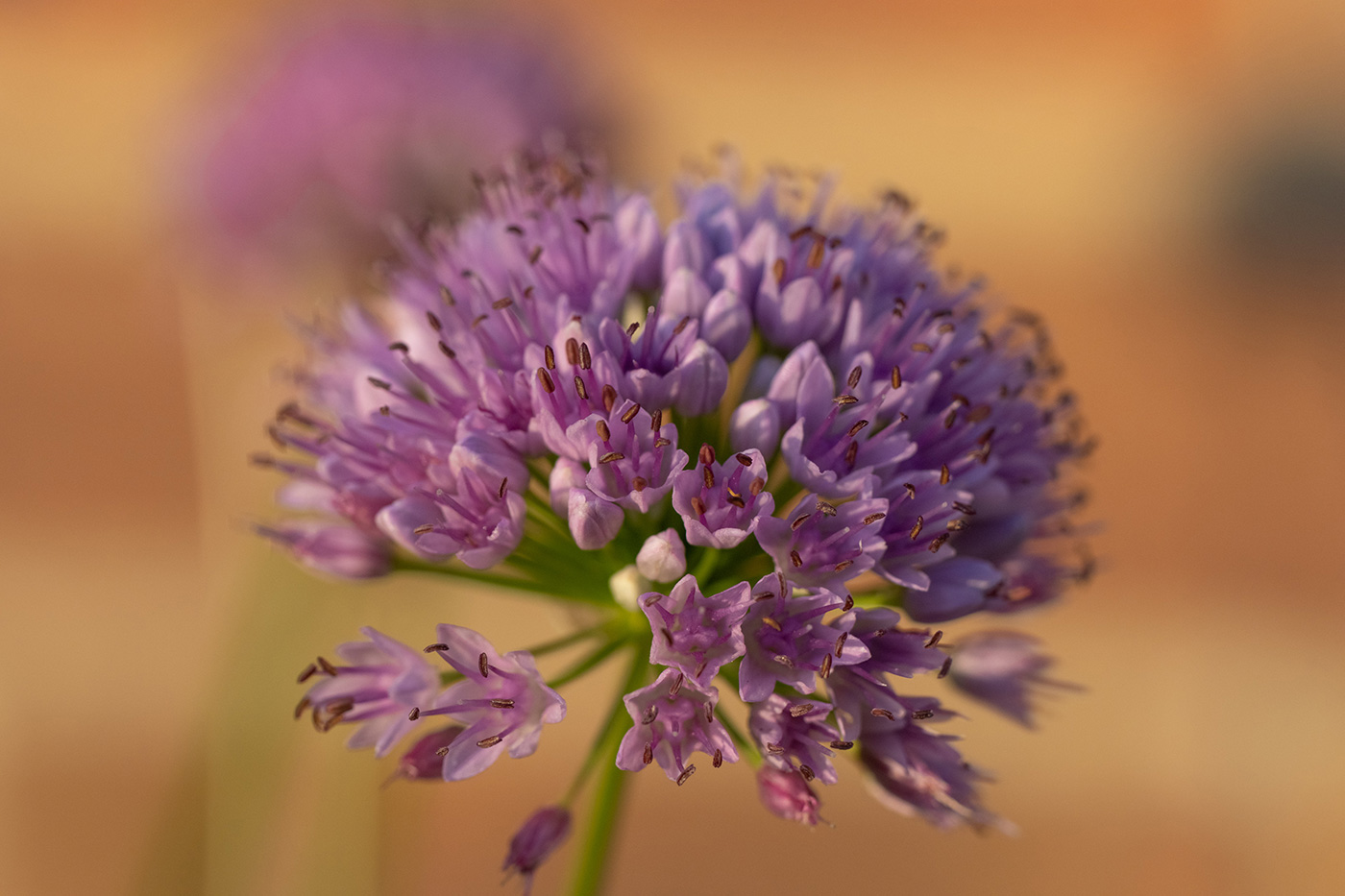 Sample 08 Close-up of an ornamental allium flower. FE 70-200mm F4 Macro G OSS II at 159mm. Settings: 1/500 sec. f/5.6. ISO 1000
