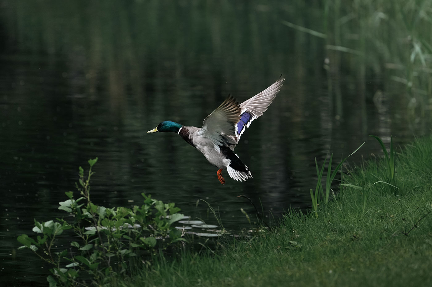 A7R VI sample 05