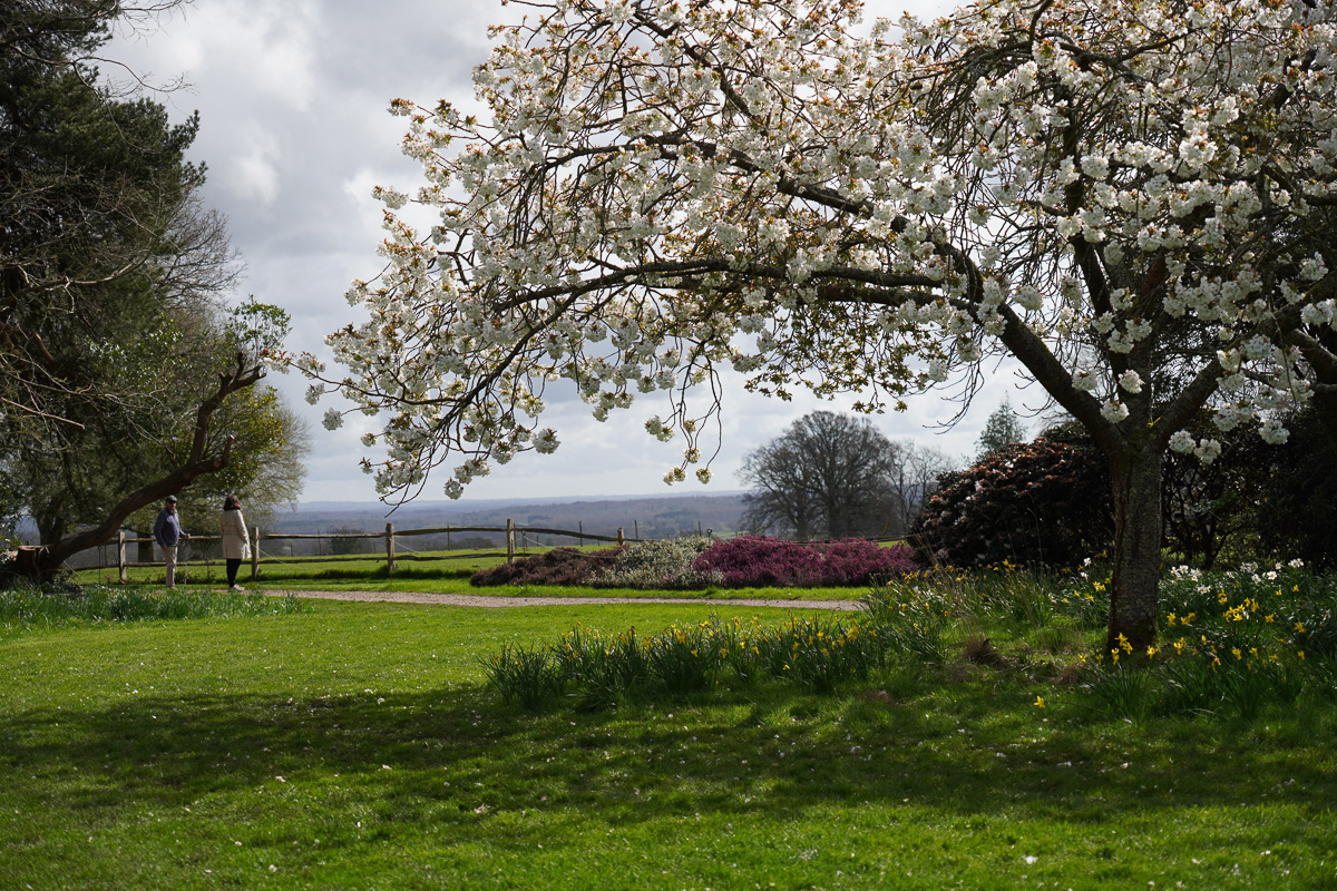 Blossom tree with landascape view made with the Sony f/2.8 APS-C lens