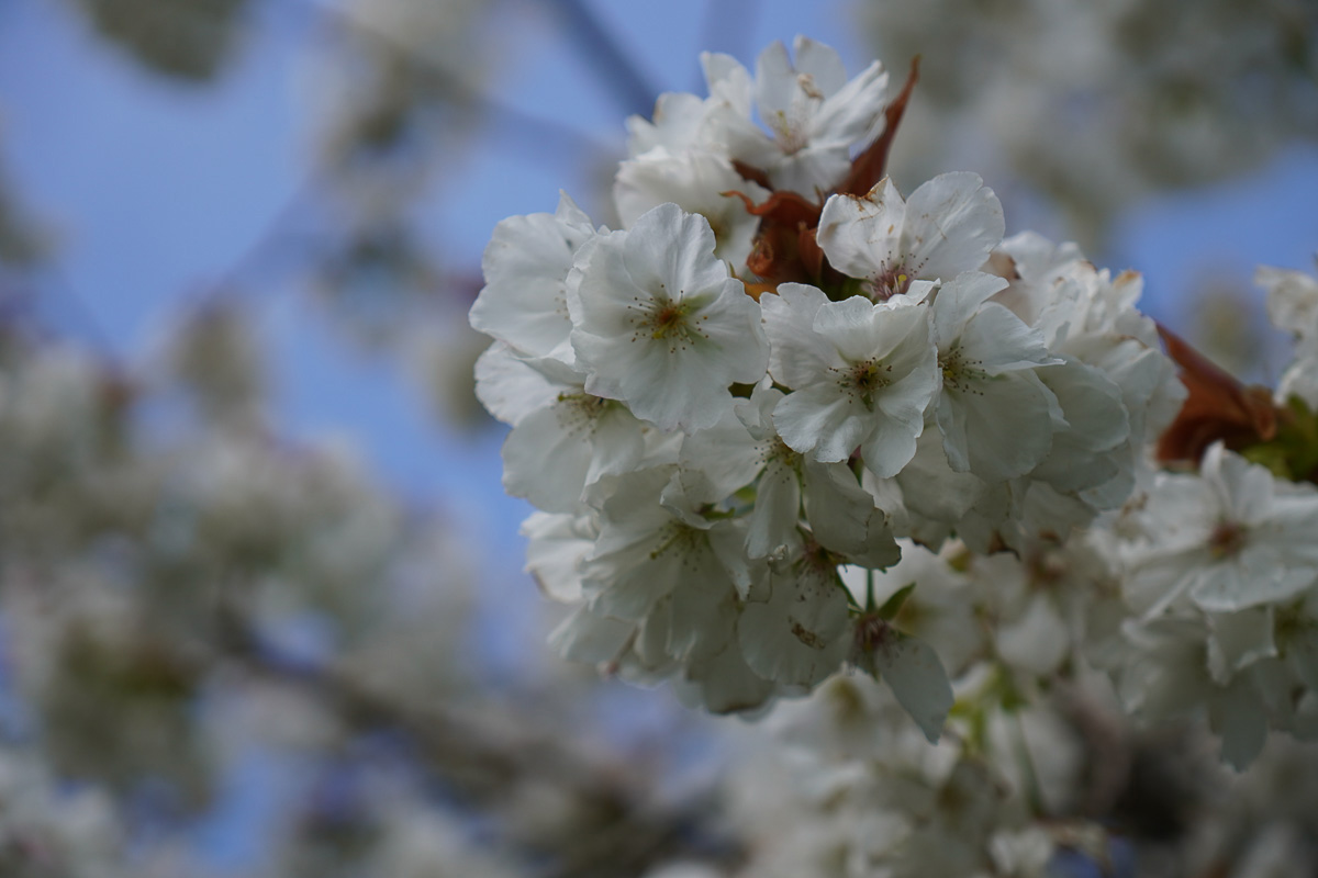 Blossom captured with the Sony E 16-55mm f/2.8 G Lens