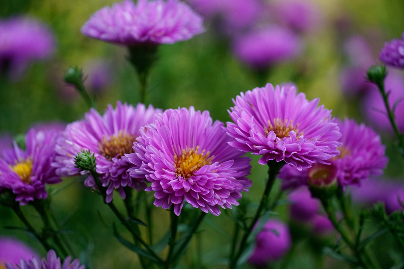 Sample image 01 flowers at 135mm. Camera settings: 1/320 sec. f/5.6. ISO 640.