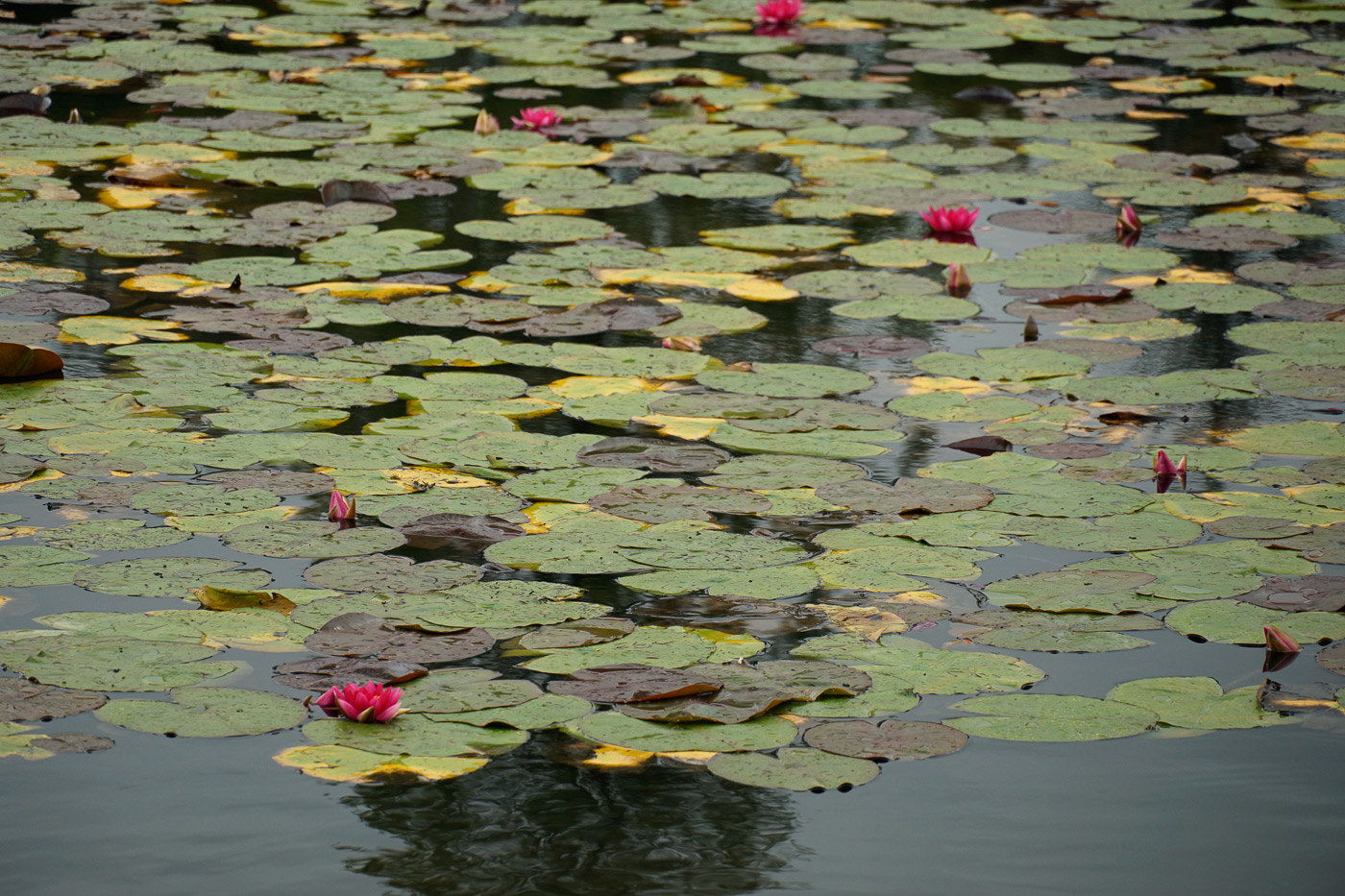 Sample image 03 water lilies at 135mm. Camera settings: 1/160 sec. f/5.6. ISO 125.