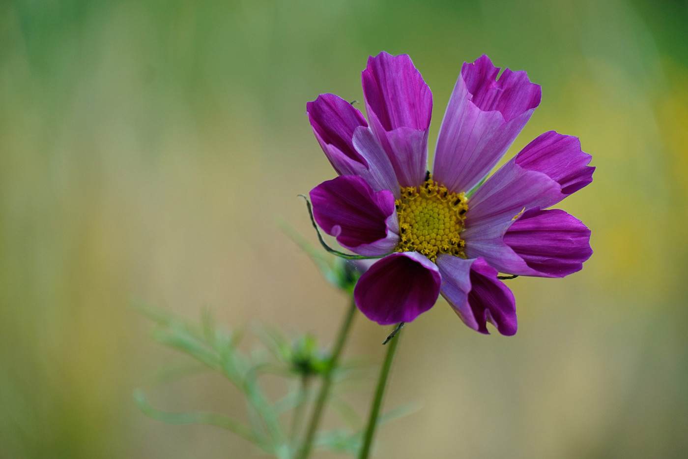 Sample image 05 flower at 135mm. Camera settings: 1/320 sec. f/5.6. ISO 500