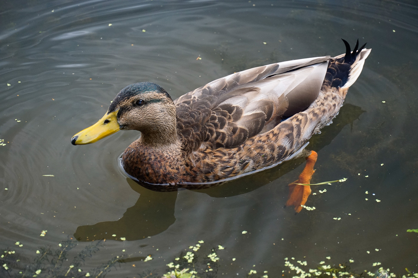 Sample image 07 duck at 126mm. Camera settings: 1/200 sec. f/5.6. ISO 800.