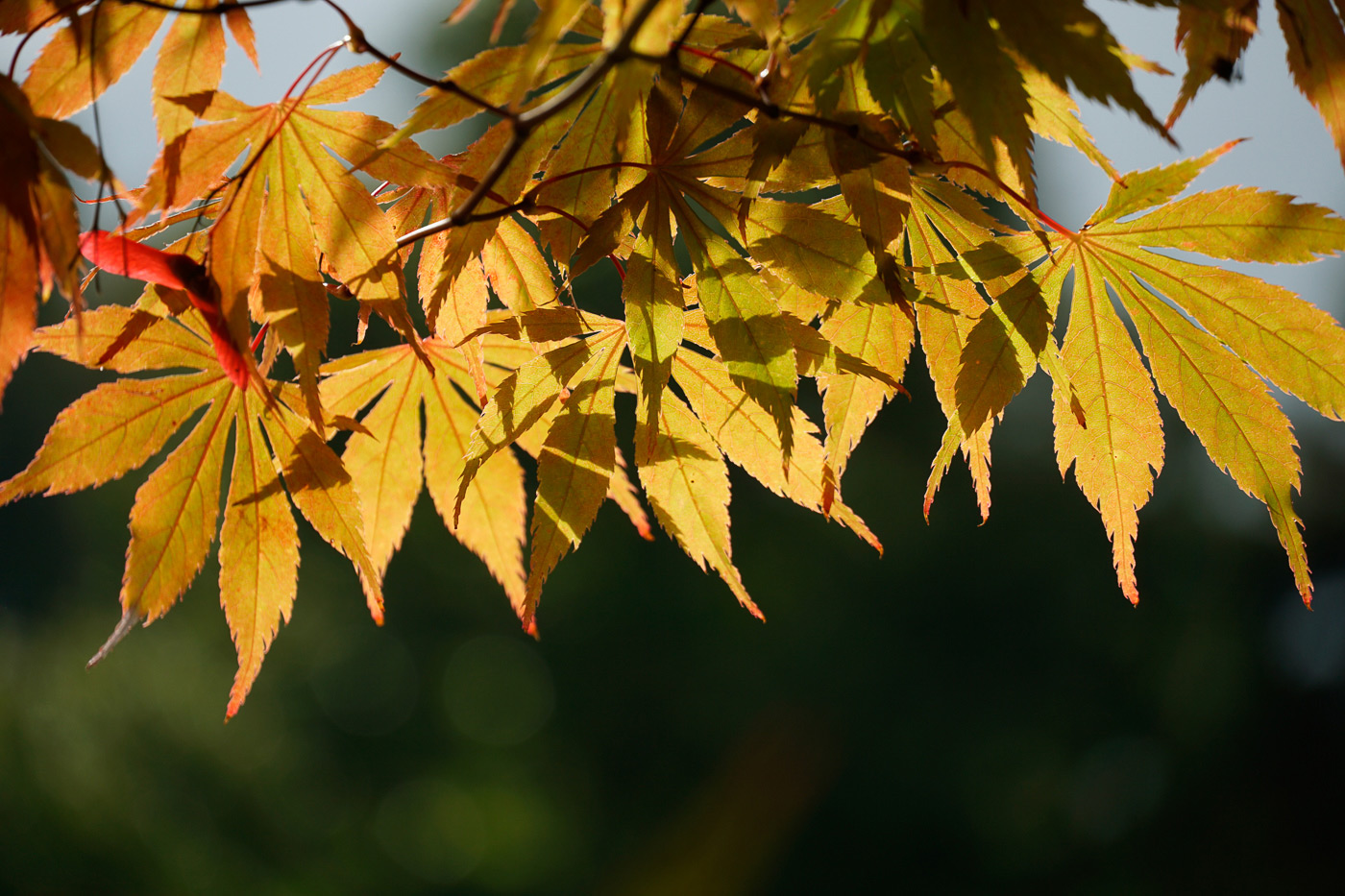 Sample image 08 backlit leaves at 135mm. Camera settings: 1/200 sec. f/5.6. ISO 100