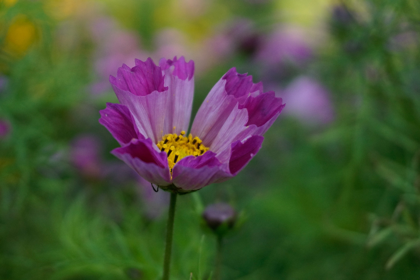 Sample image 02 flower at 50mm. Camera settings: 1/1600 sec. f/5.6. ISO 1250.