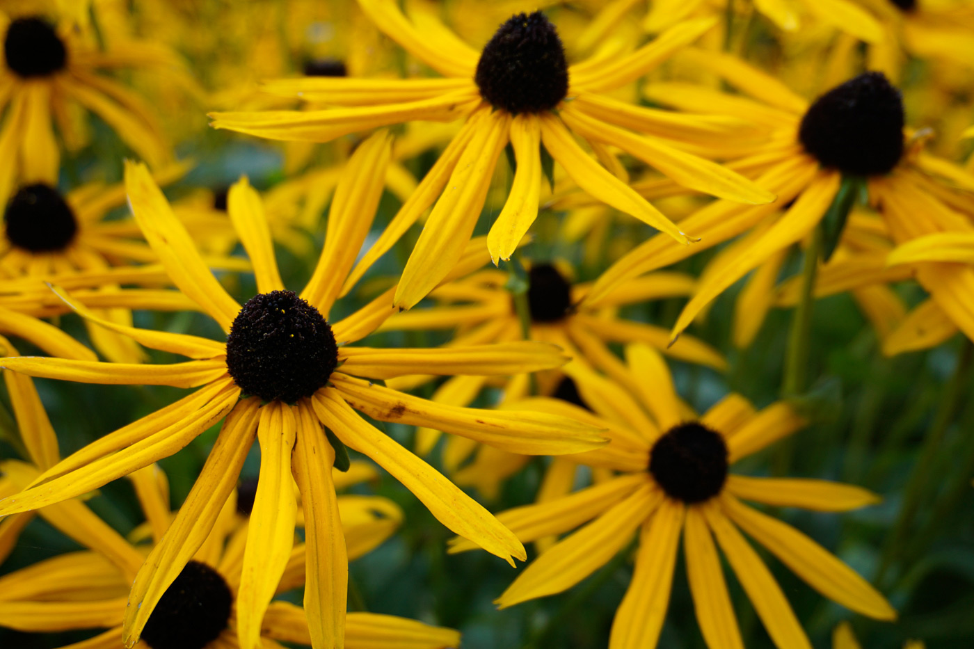 Sample image 05 flowers at 27mm. Camera settings: 1/250 sec. f/4.5. ISO 200.