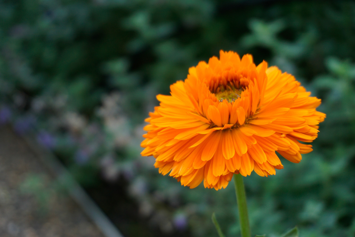 Sample image 07 orange flower at 50mm. Camera settings: 1/250 sec. f/5.6. ISO 320.