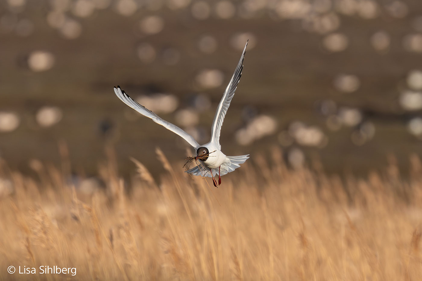 Sony FE 100-400mm f/4.5 GM Sample 01