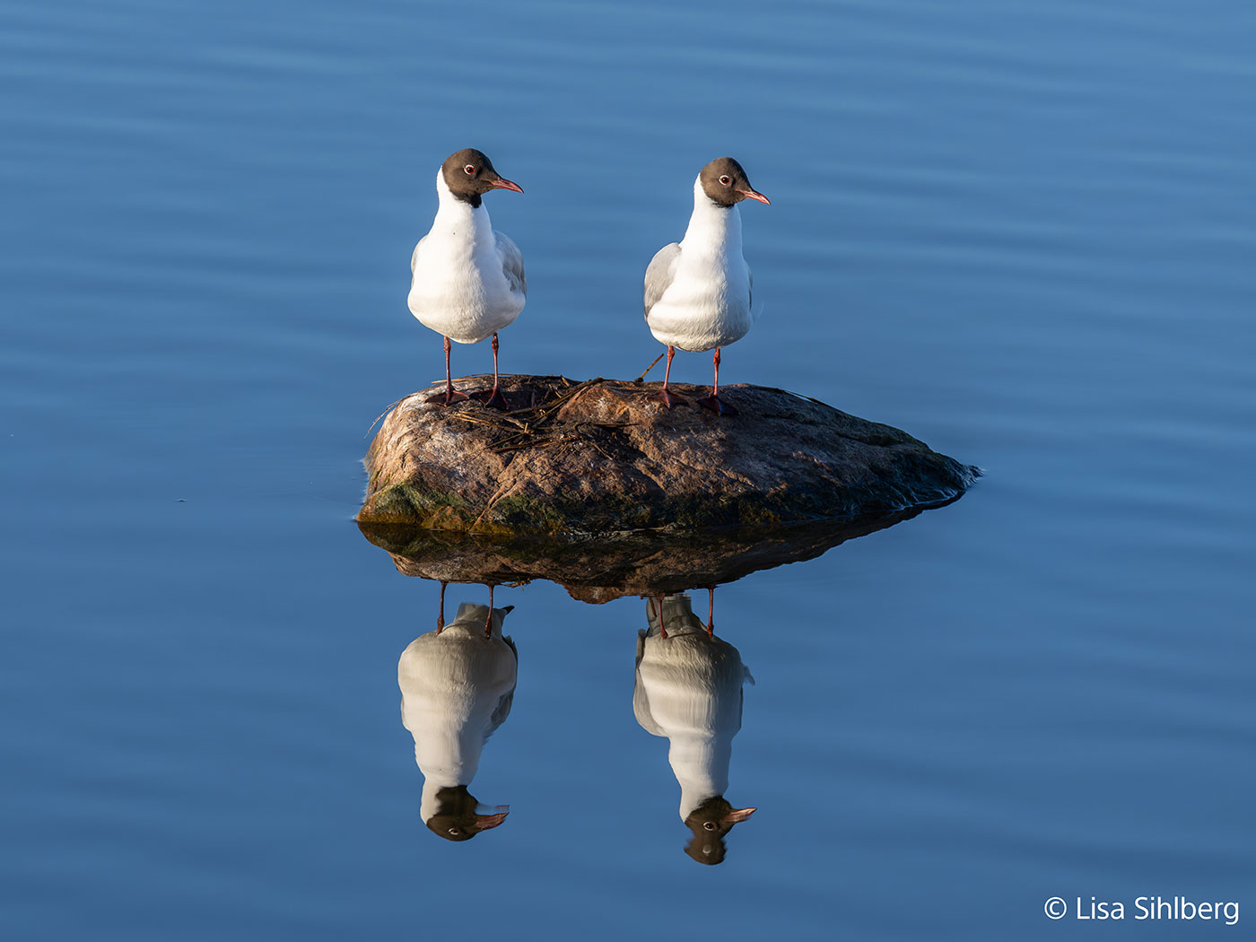 Sony FE 100-400mm f/4.5 GM Sample 02