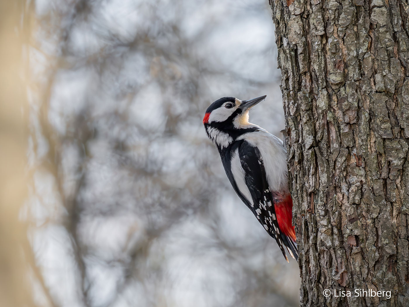 Sony FE 100-400mm f/4.5 GM Sample 03
