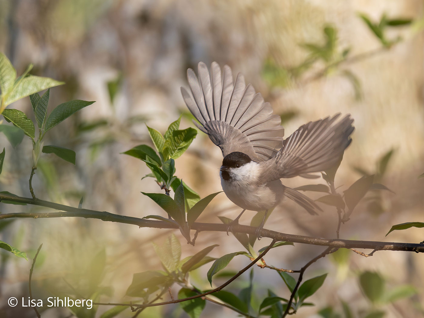 Sony FE 100-400mm f/4.5 GM Sample 04