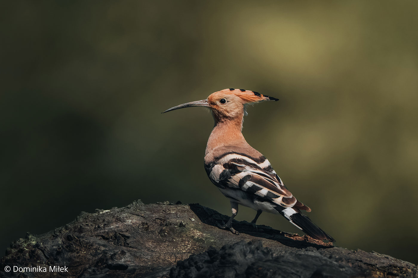 Sony FE 100-400mm f/4.5 GM Sample 05