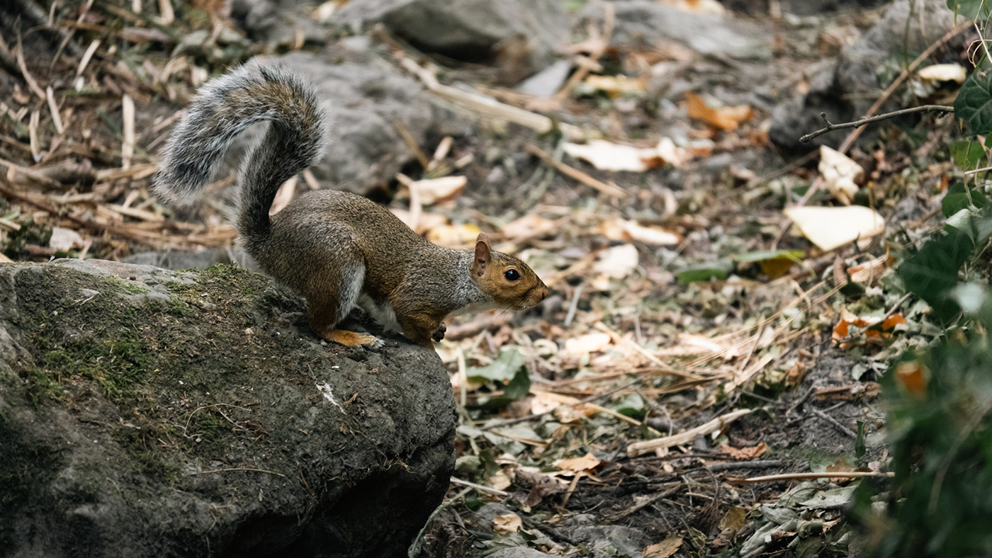 Sample 01 Squirrel @400mm. Camera settings: 1/1000 sec. f/8. ISO 3200