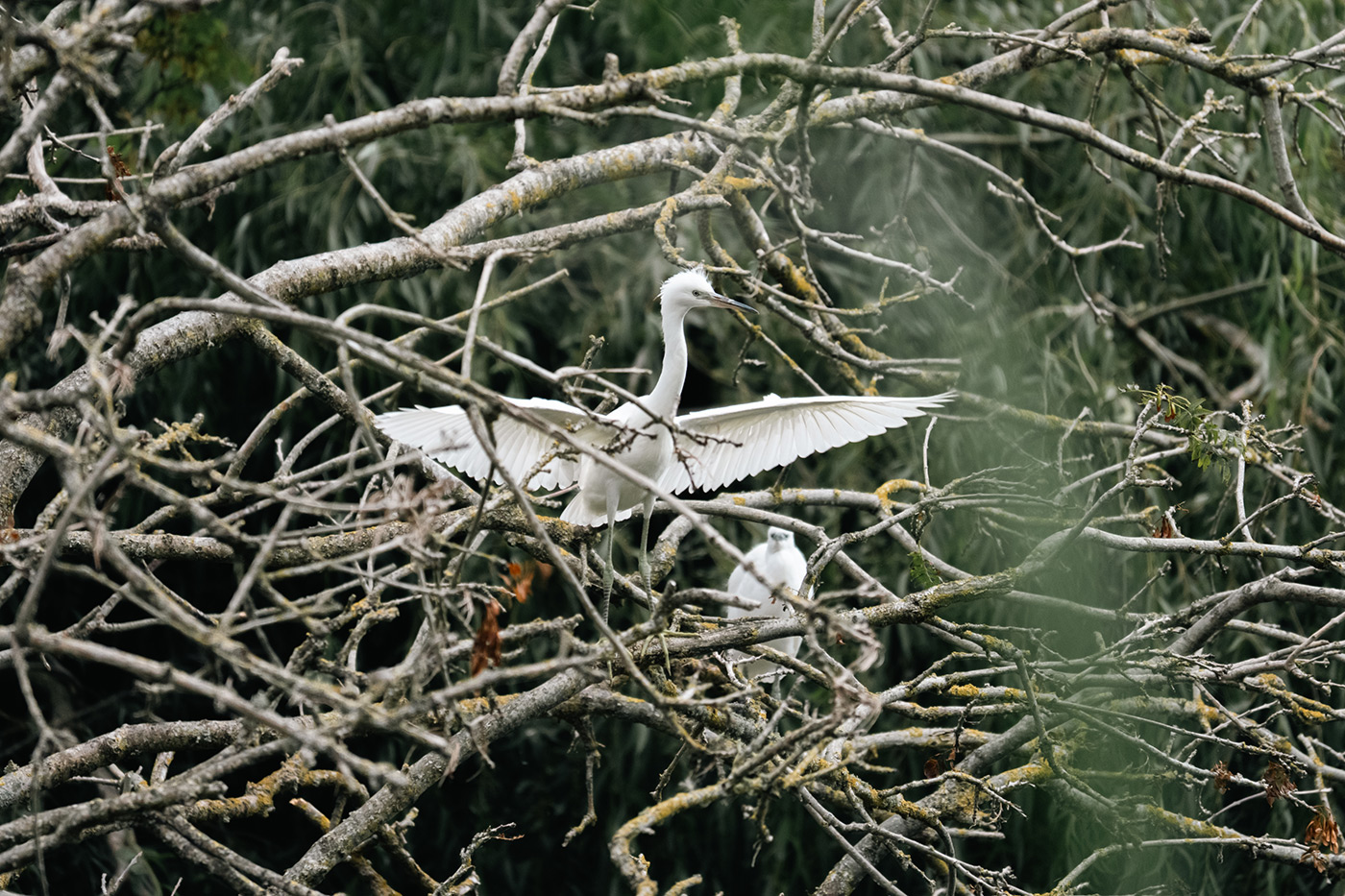 Sample 02 Little Egret @400mm. Camera settings: 1/1000 sec. f/8. ISO 1600