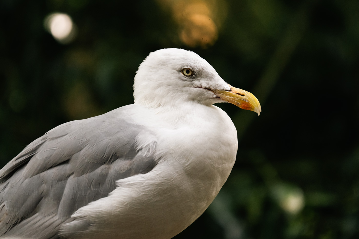 Sample 03 Seagull @560mm (with 1.4x teleconverter). Camera settings: 1/200 sec. f/11. ISO 1000