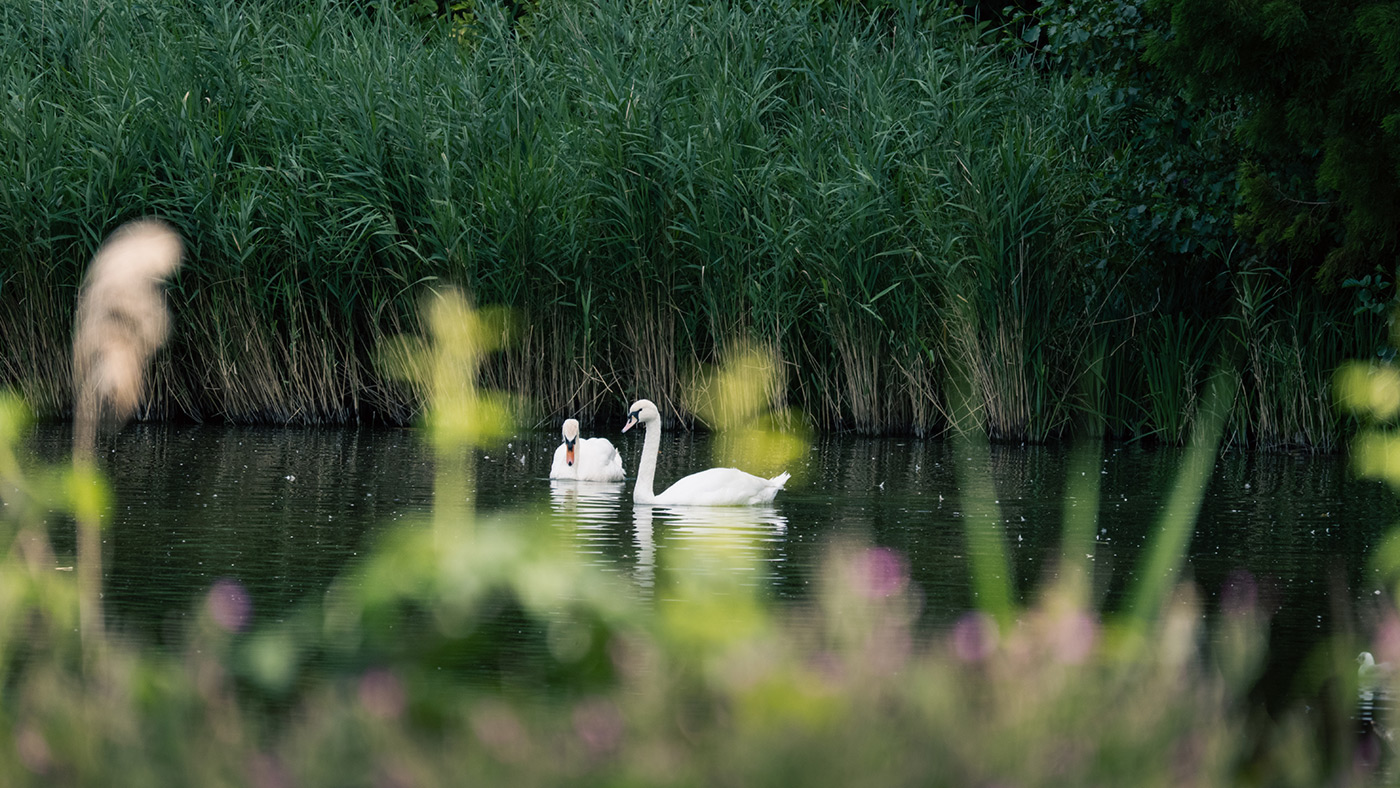 Sample 04 Swans @400mm. Camera settings: 1/800 sec. f/8. ISO 1250